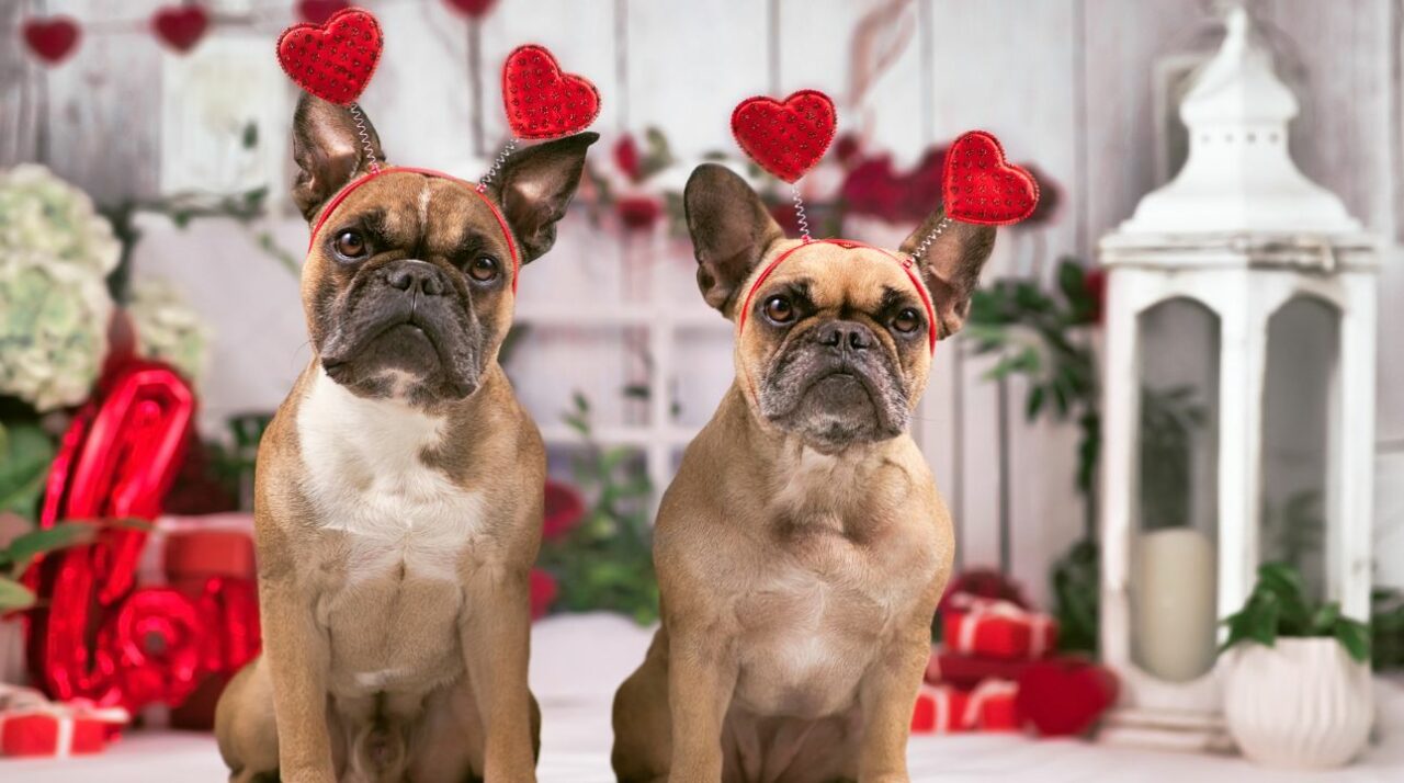 Two beige dogs adorned with hearts look for Valentine's Day email examples.