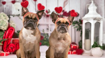 Two beige dogs adorned with hearts look for Valentine's Day email examples.